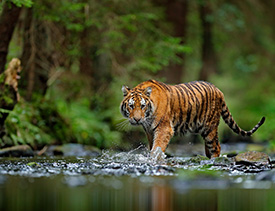 Anamalai Tiger Reserve